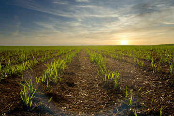 Sugar Cane plantation field sunset