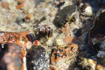 Seashells on the beach of Galom in Dahab in Egypt in a sunny summer day