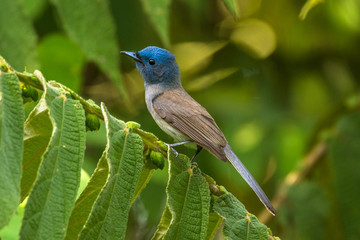 Black-naped Monarch / Hypothymis azurea