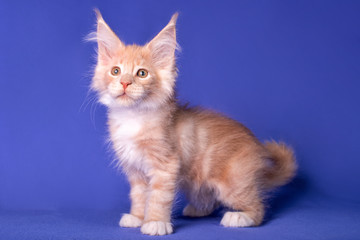 Fototapeta na wymiar Adorable cute maine coon kitten on blue background in studio, isolated.