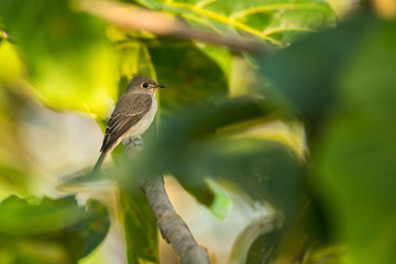 Asian brown Flycatcher / Muscicapa latirostris