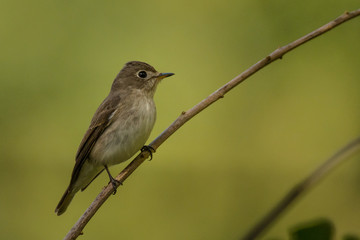 Asian brown Flycatcher / Muscicapa latirostris