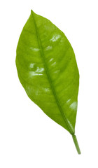 Obraz premium green leaf isolated on white background