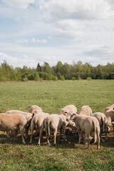 Obraz premium herd of sheep in a field