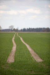 Obraz premium green field in spring