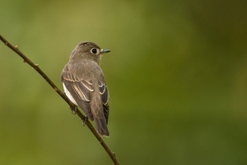 Asian brown Flycatcher / Muscicapa latirostris