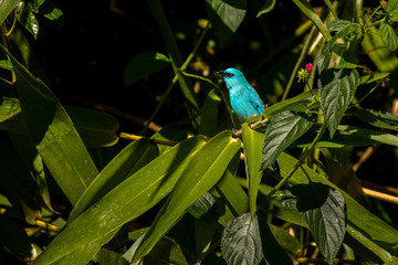 Verditer Flycatcher / Eumyias thalassinus