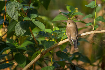 Taiga Flycatcher (Red-throated Flycatcher) / Ficedula albicilla