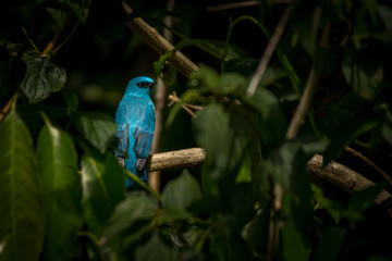 Verditer Flycatcher / Eumyias thalassinus