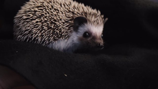 African pygmy hedgehog. Cute pet on black background.