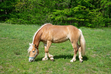 Obraz na płótnie Canvas horse on pasture