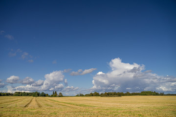 Interesting scenic skyline and white grey clouds over golden crop field in the autumn. Bright blue sky. Dark green forest in the background. Countryside in Estonia, North Europe.