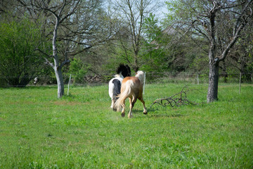 horses on grass is running