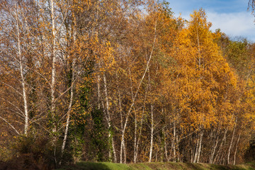 Donzenac (Corrèze, France) - Vue automnale