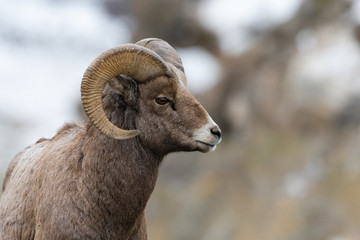Rocky Mountain Bighorn Sheep in Montana