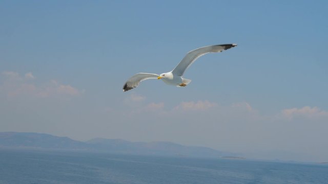Clear summer sky with seagulls gliding smoothly. Travel trends. Two seagulls soaring in blue sky. Soaring Seagull in the Sky. Seagull soars slowly using headwind against the backdrop of a cloudy sky