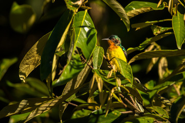 Ruby-cheeked Sunbird / Chalcoparia singalensis