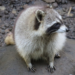 Raccoon