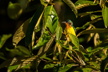 Ruby-cheeked Sunbird / Chalcoparia singalensis