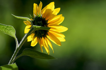 sonnenblume von hinten mit sonnenlicht