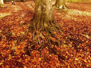 Roots of a tree in Autumn