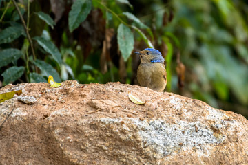 Large Niltava / Niltava grandis