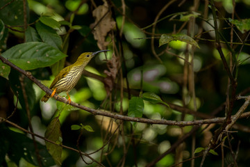 Streaked Spiderhunter / Arachnothera magna