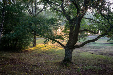 Sunbeams shine through trees in forest, Turku, Finland.