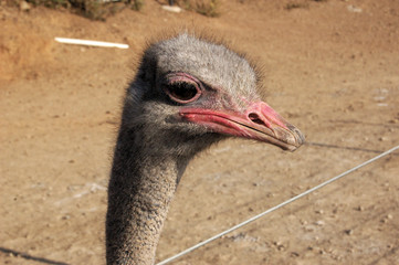 funny avestruz