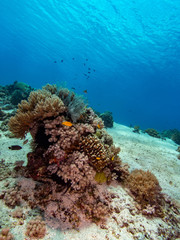 A tropical coral reef