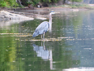 Heron by the Shore