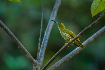 Streaked Spiderhunter / Arachnothera magna
