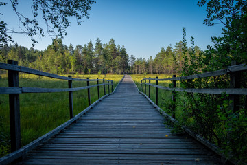 Fototapeta premium Footpath duckboards on a beautiful summer morning, Finland.