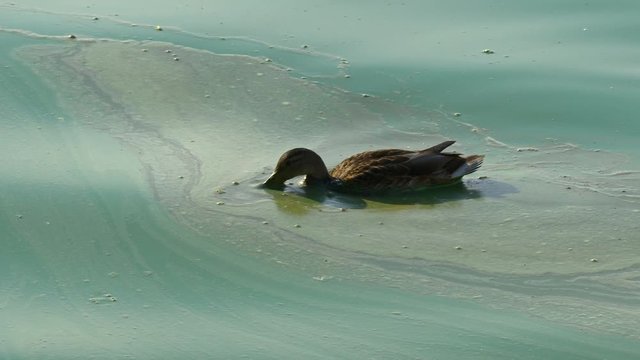 Wild duck mallard (Anas platyrhynchos) swimming in polluted water