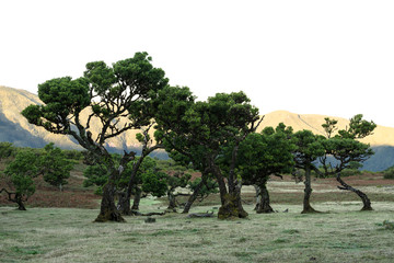 Mystical curved trees in Fanal a place of rare beauty in the middle of the Laurissilva Forest. Old...