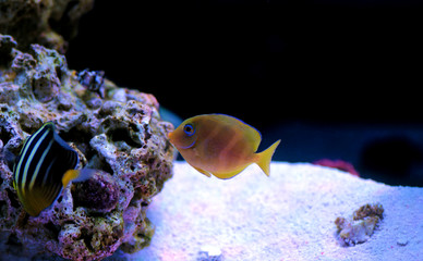 Blue juvenile Atlantic Tang - (Acanthurus coeruleus)
