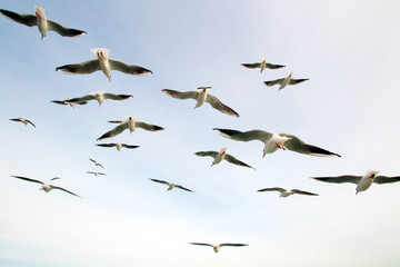 Group of seagulls flying into the sky
