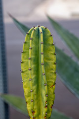 Tip of new growth on Mexican cactus