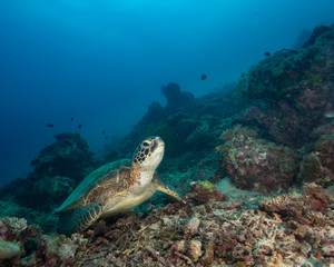 A sea turtle on the bottom of a tropical reef