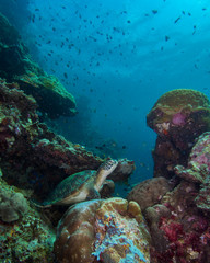 Fototapeta na wymiar A sea turtle on the bottom of a tropical reef