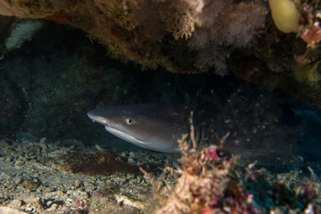 A white tip reef shark hiding in a small cave underwater