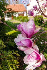 Large magnolia flowers in the garden at spring.