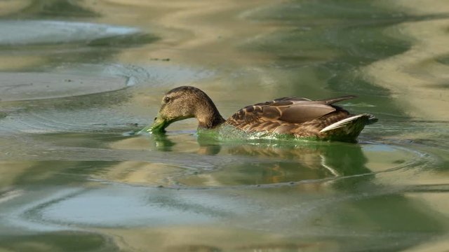 Wild duck mallard (Anas platyrhynchos) swimming in polluted water