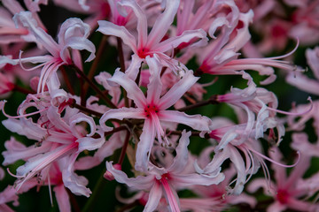 Red and white mixed colored lycoris flowers blooming by the roadside.   Higashiyama  Kyoto