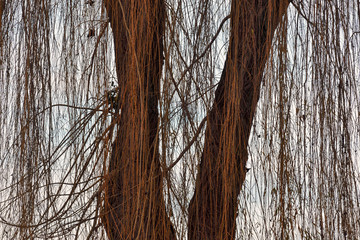 Wieżba jesienna © Grzegorz Polak