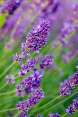 Closeup image of violet lavender flowers in the field in sunny day