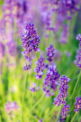 Closeup image of violet lavender flowers in the field in sunny day