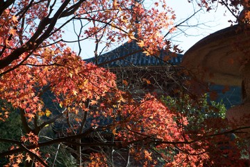 Autumn color