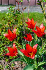 red tulips in the garden