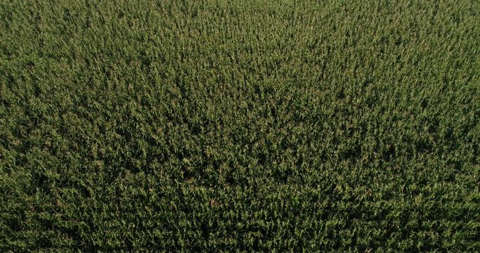 Aerial view of the maize and soybean field from drone